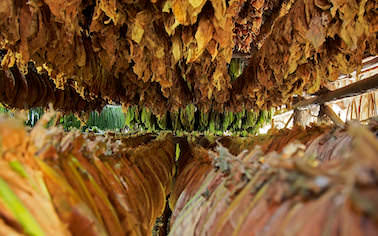 Tabakblätter sind auf einem Holzgerüst in mehreren Etagen  zum Trocknen aufgereiht.